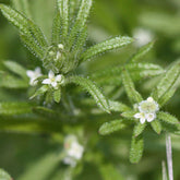 Cleavers (Clivers) (Galium aparine)